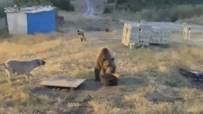 Tunceli'de karakolun davetsiz misafiri: Bozayı