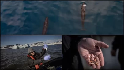 Bilim insanları Arktik'te nadir görülen Sei balinalarını gözlemledi