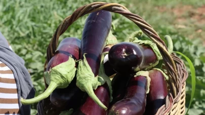 Şanlıurfa'da coğrafi işaretli ürünlerin hasadı başladı