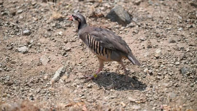 Kahramanmaraş’ta 200 keklik doğaya salındı!