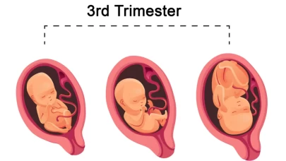 Gebelik sürecinde trimester dönemleri ne anlama geliyor?