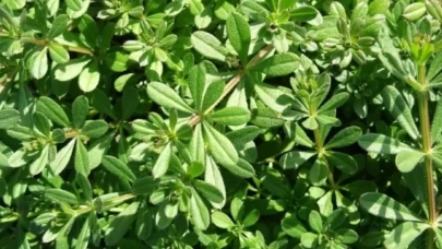 Yoğurt otunun sağlığınıza sağlık katacak 6 önemli faydası