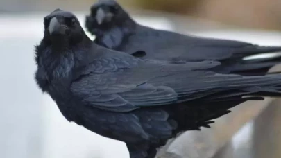 Cama karga konması ne anlama geliyor? Eski inançlarda kuşların mesajları