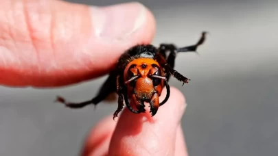 İstilacı tür popülasyonu yok edebilir!