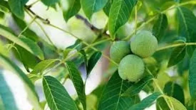 Kan şekerinden saç dökülmesine! Ceviz yaprağının şaşırtıcı faydaları