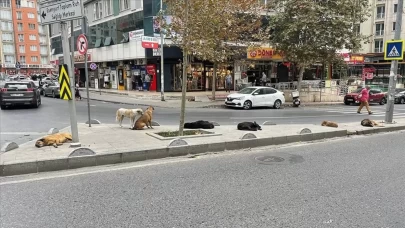 İstanbul Valiliği'nden başıboş sokak köpeği açıklaması: İvedilikle toplanmalı