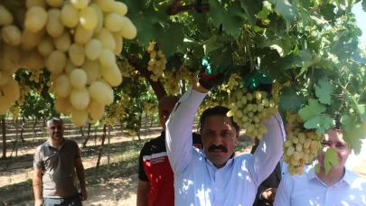 85 bin ton rekoltenin beklendiği üzümde bağ bozumu başladı