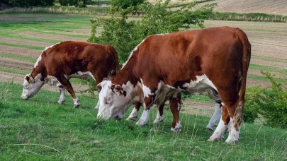 Rüyada İnek ve Yavrusunu Görmek Ne Anlama Gelir? İşte Detaylı Tabiri