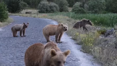Ayı saldırısı riski: Nemrut Krater Gölü ve Kalderası geçici olarak kapalı