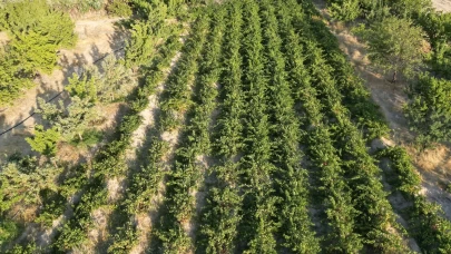 Coğrafi işaretli Erciş üzümünün bağ bozumu başladı