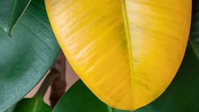 Bitki yaprakları neden sararır? Sararan yapraklara ne iyi gelir?