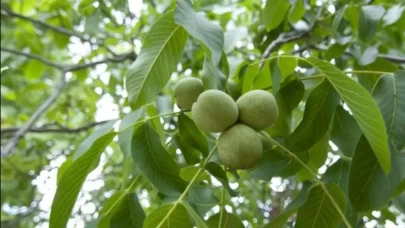 Rüyada Ceviz Ağacı Görmek Ne Anlama Gelir? İşte Detaylı Yorumlar