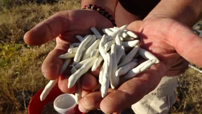 Altınla yarışıyor, kilosu 10 bin TL