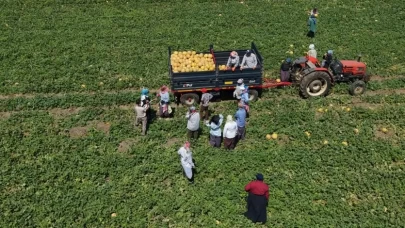 Kadın işçiler ekmek parasını topraktan çıkarıyor