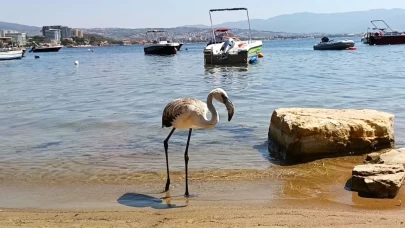 Aydın’da kurtarılan leylek ve flamingo doğaya salındı
