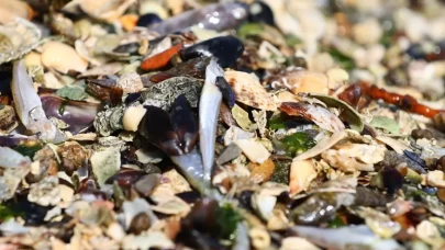 İzmir Körfezi'nde balık ölümleri yeniden başladı