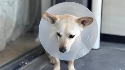 Ankara'da 2 kangal dehşet saçtı!