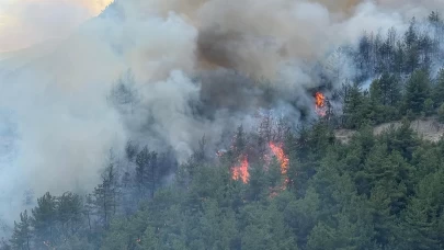 Define ararken 3 bin 630 ağacı yaktılar! 5 sanığa 18 yıl hapis talebi