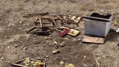Kahramanmaraş'ta ayı kovanları parçalayıp balı yedi