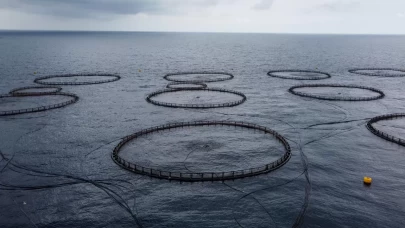 Avrupa ülkelerine ihraç ediliyor