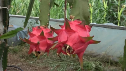 Ejder meyvesi hasadı yüzleri güldürdü