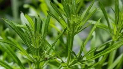 Yoğurt otu ile yapılabilecek 5 pratik tarif