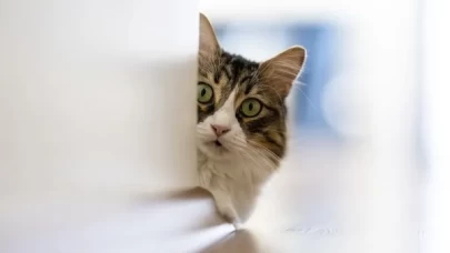 Kediler sandığımızdan daha zeki: Bizi anlıyorlar