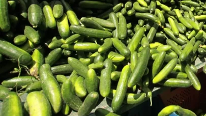 Yumuşayan salatalıklara son! Bu yöntem günlerce taze kalmasını sağlıyor