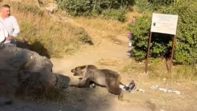 Kucağında bebekle ayı saldırısına uğradı! Korkunç anlar kamerada