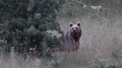 Bayburt'ta iki farklı yaylada ayılar görüldü