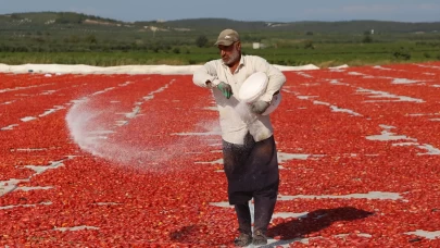 Domates kurutma alanlarında görsel şölen