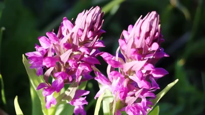 Bitkilerinizin çiçek açma sürecini hızlandırın