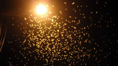 Birgün sineklerinin ‘ölüm dansı'