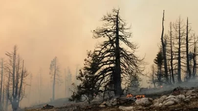 AB'de 19 yıldan bu yana en büyük orman yangını sezonu