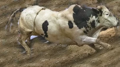 Rüyada İneğin Kovalaması Ne Anlama Gelir? İşte Detaylı Tabiri