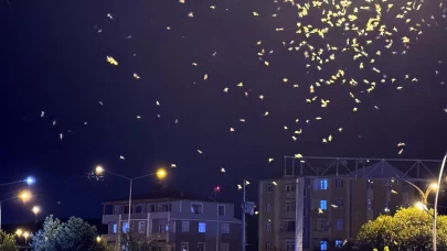 Ardahan'da sineklerin "ölüm dansı" sona erdi