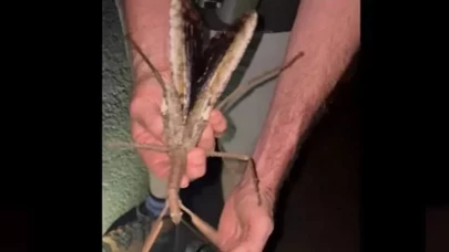 Görenler şaştı kaldı!