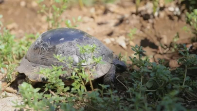 Kırık kabuğu onarıldı!