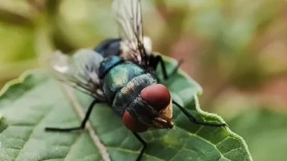 Et yiyen parazit insan vücuduna sızdı