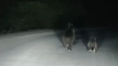 Seyir halindeki otomobilin önüne ayı çıktı