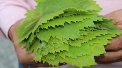 Sarmalık yaprak seçiminde püf noktaları! Lezzetli sarma için doğru yaprak nasıl olmalı?