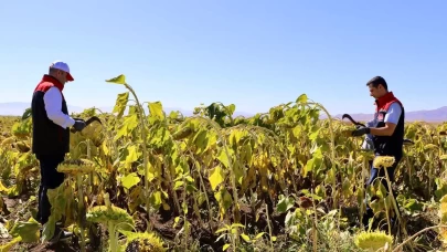 Ağrı'da ayçiçeği üretiminden 758 milyon TL'lik kazanç bekleniyor