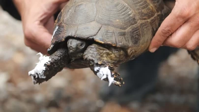 Alevlerin arasında hayatta kalma mücadelesi: Kaplumbağa UMKE tarafından kurtarıldı