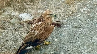 Kastamonu'da bulunan yaralı şahin tedavi altına alındı