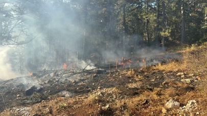 Manisa'da korkutan orman yangını
