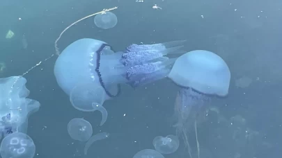 Marmara'da 'bitti' denilen müsilaj kabusu tekrar hortladı