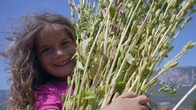 Japonlar'ın suşi susamı Gökova'dan