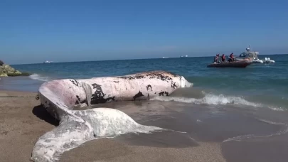 4 yıl önce gömülen 'Balina'nın iskeleti bilimsel kazıyla çıkarılacak