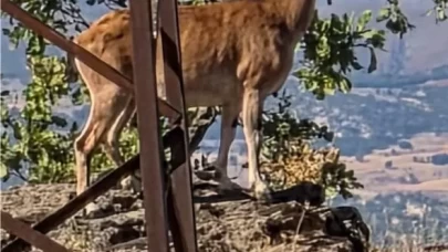 Elazığ'da dağ keçileri görüntülendi