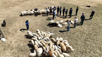 Vali Balcı: "Çiftçilerimize 240 bin koyun verdik"